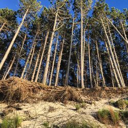 Low angle view of bamboo trees in forest