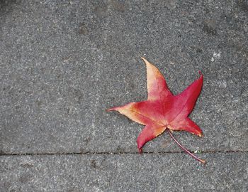 Close-up of maple leaf on road