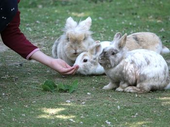 Cropped image of hand feeding rabbits