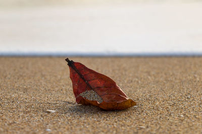 Surface level of dry leaf on sand