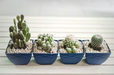 Close-up of potted plants on table