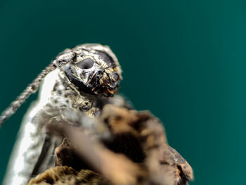 Close-up of spider on sea