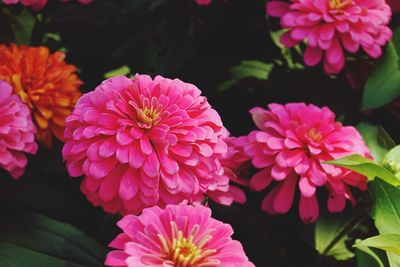 Close-up of pink dahlia flowers