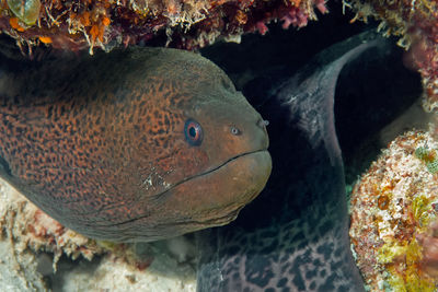 Close-up of fish swimming in sea