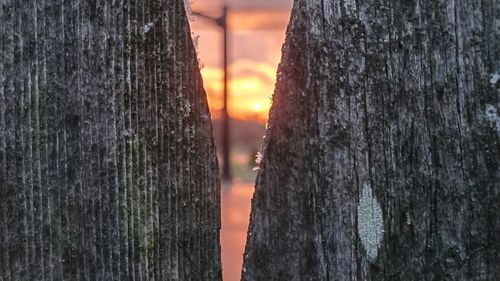 Close-up of tree trunk during sunset