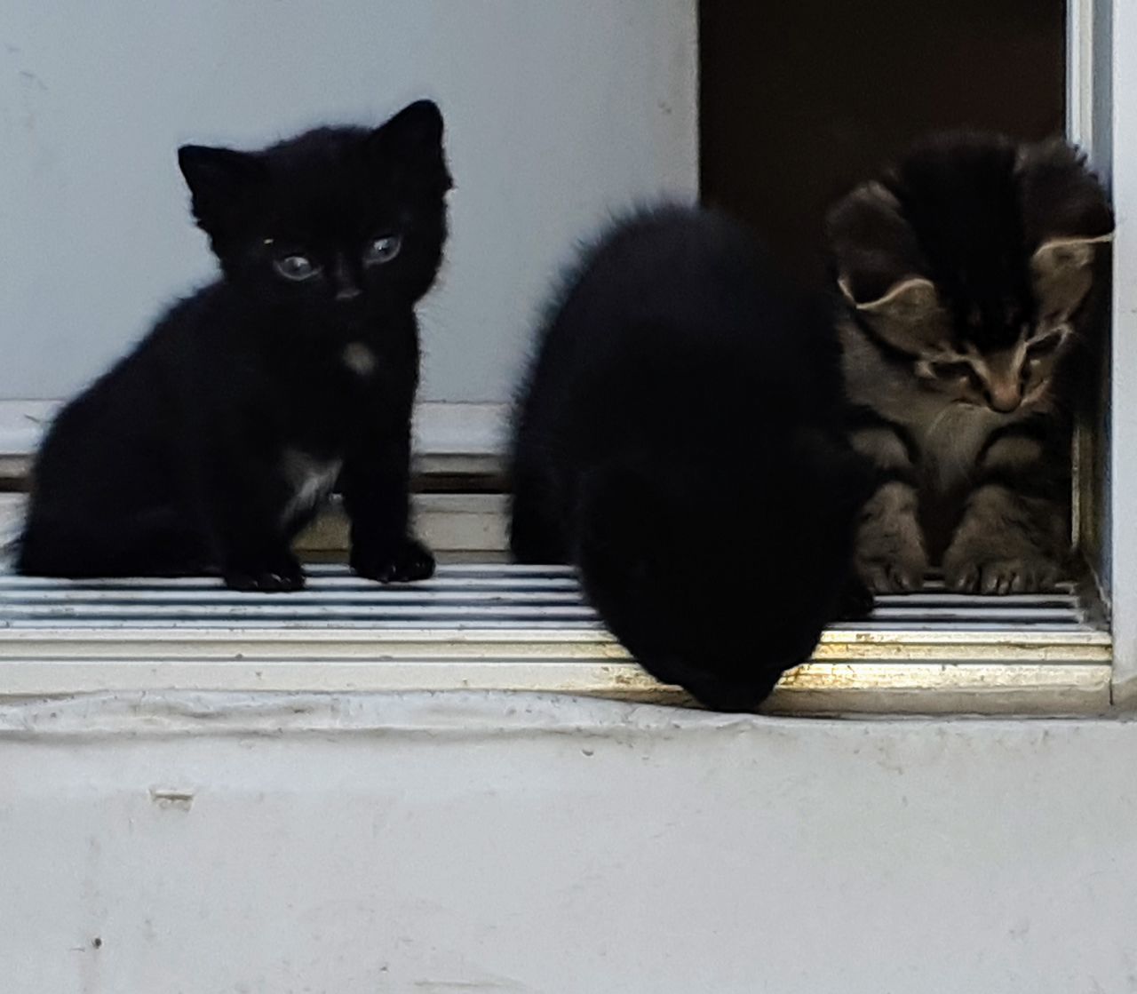 PORTRAIT OF BLACK CAT SITTING