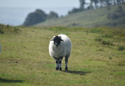 Sheep standing in a field