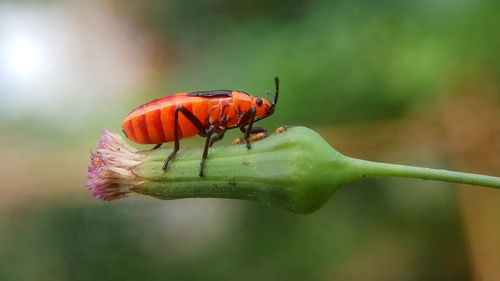 Close-up of insect on flower