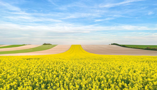 Scenic view of agricultural field against sky