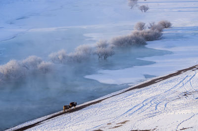 High angle view of dog on snow covered landscape