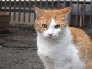 Portrait of cat sitting on street