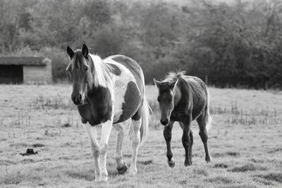 Horses walking in a field