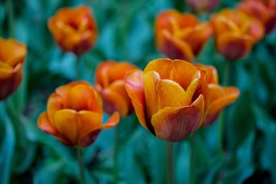 Close-up of orange tulips