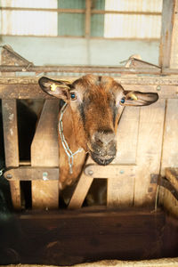 Brown goat watching the camera in stable