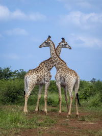 Giraffe standing on field against sky