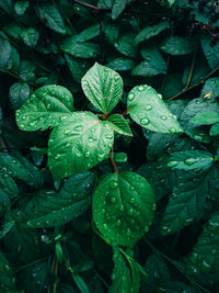 Full frame shot of raindrops on leaves