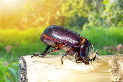 Close-up of insect on wood