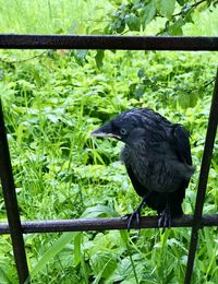 Black bird perching on a land