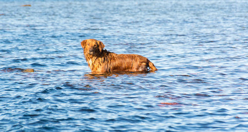 Dog swimming in sea