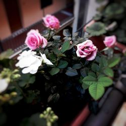 Close-up of pink roses blooming outdoors