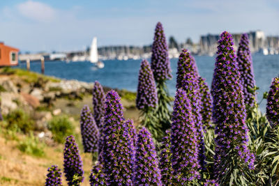 Close-up of purple flowering plants by sea against sky