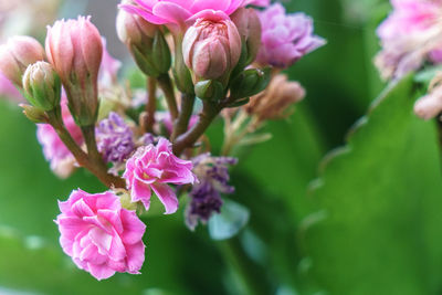 Close-up of pink flowers