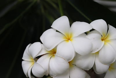 Close-up of white frangipani flowers