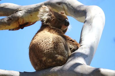 Close-up of horse against clear sky