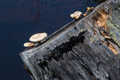 Close-up of mushroom on tree trunk