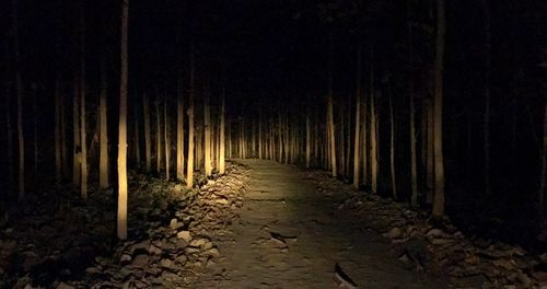 View of trees at night