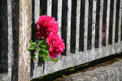 Pink flowers blooming amidst fence