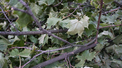 Close-up of green leaves