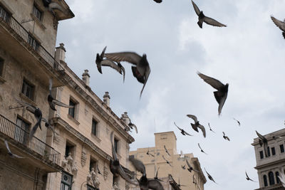 Low angle view of birds flying against buildings