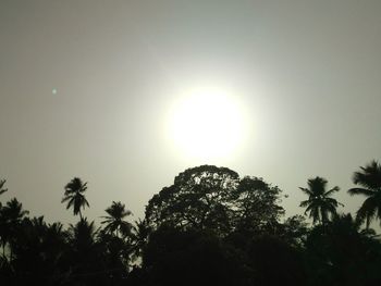 Low angle view of coconut palm trees against bright sun