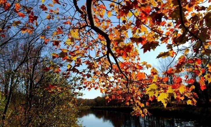 autumn, tree, change, water, branch, season, tranquility, beauty in nature, reflection, nature, lake, orange color, tranquil scene, scenics, leaf, sky, growth, waterfront, day, idyllic