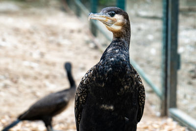 Close-up of a bird