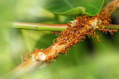 Close-up of fresh green leaves on plant