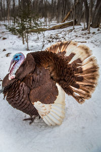 Close-up of peacock in snow