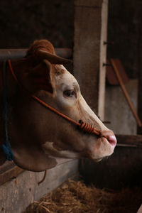 Close-up of a horse in ranch