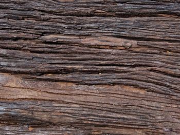 Full frame shot of tree trunk