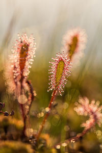 Close-up of pink flowers