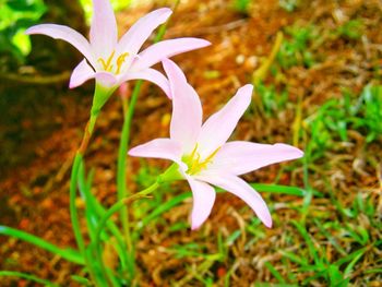 Close-up of crocus blooming outdoors