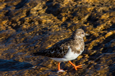 Close-up of bird perching on a land