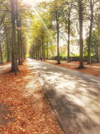 Road amidst trees in forest during autumn