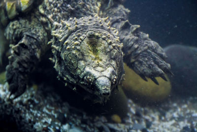 Close-up of turtle swimming in sea