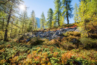 Plants growing on rocks in forest