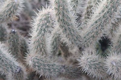 Full frame shot of cactus