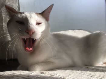 Close-up of cat yawning