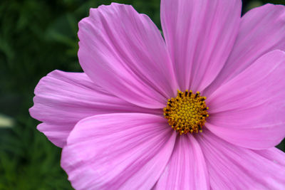 Close-up of pink cosmos flower