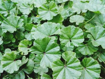 Full frame shot of green leaves